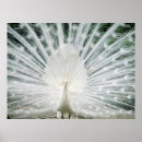 Recherche de paons blancs posters Oiseaux