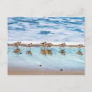 Recherche de piper cartes postales Sable