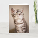 Search for blue hair cards Pet
