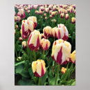 Search for red and cream posters Flowers