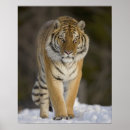 Search for animals in captivity posters Wildlife