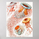 Search for biology posters Ernst haeckel