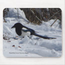Search for rocky mountain mousepads Bird