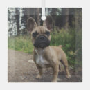 Search for french bulldog decor Cute dog