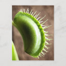 Recherche de plantes carnivores cartes postales Nature