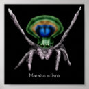 Recherche de araignées art Mignon