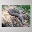 Search for basking posters Reptiles