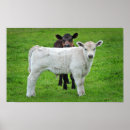 Recherche de cute cow posters Calf
