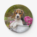 Search for beagle plates Puppy