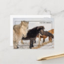 Search for icelandic horse Icelandic horses