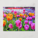 Recherche de valley cartes postales Rose
