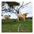 Search for highland cow art Scottish