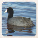 Search for coots Fulica americana