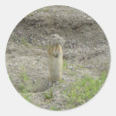 Search for ground stickers Gopher