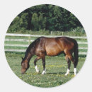 Search for bay horse stickers Gelding