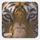 Search for tiger eyes stickers Nature