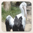 Search for preening Pelican