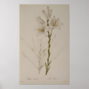 Recherche de pierre joseph redoute posters Lis