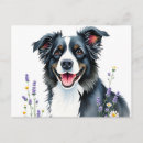 Search for collies postcards Cute