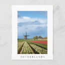 Recherche de tulipe blanche cartes postales Tulipes