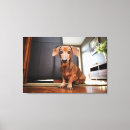 Search for mini dachshund Pet