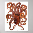 Recherche de seiches posters Poulpe