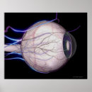 Recherche de oeil humain posters Partie du corps humain