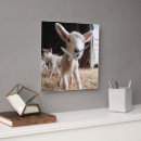Search for animal clocks Livestock