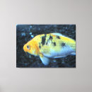 Recherche de poisson rouge toiles Réservoir