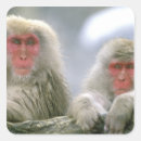 Search for snow monkey stickers Nagano