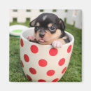 Recherche de petits chiens magnets Drôle