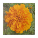 Search for carnation tiles Nature