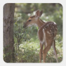 Search for white tail deer stickers Baby