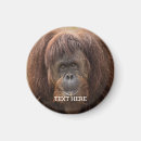 Search for orangutans magnets Great ape