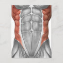Search for physiology postcards Muscular system