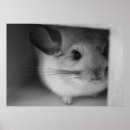 Search for chinchilla posters Cute