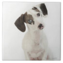 Recherche de femelle carreaux Animal