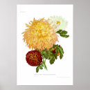 Search for chrysanthemums posters Vintage