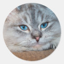 Search for beautiful blue eye stickers Kitty