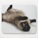 Search for cat mousepads photography