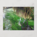 Search for rain forest postcards Washington