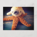 Recherche de bébé phoque posters Animaux