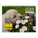 Recherche de labrador calendriers Chiot