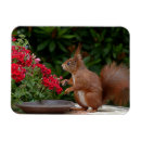 Search for red squirrel magnets Nature