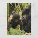 Search for mountain gorillas postcards Baby