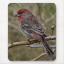 Search for finches mousepads Wildlife