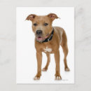 Search for american pit postcards Dog