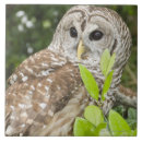 Recherche de hiboux carreaux Nature