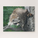 Search for raccoon puzzles Wildlife