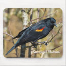 Search for blackbird electronics Nature